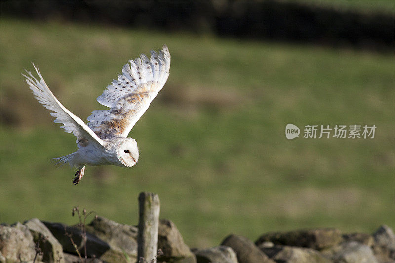 仓鸮(Tyto alba)飞翔